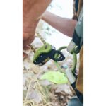 Edelrid PINCH asegurador asistido